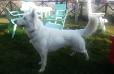 Lungoresina Cameo Blu White