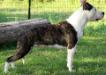 AKC MJR PTD Explicit's Hey Pretty Girl