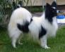 KLEINER HARLEKIN GIPSY KING