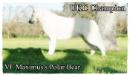 UKC CH CGC Vf Maximus's Polar Bear