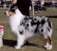 AKC/ASCA Ch. Taycin's Just A Stone's Throw