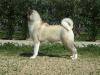  American Akitas House Roza