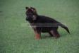 Baru vom Dulls Kennel