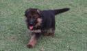 Bagira vom Dulls Kennel