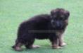 Betsie vom Dulls Kennel
