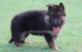 Bella vom Dulls Kennel