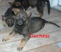 Duchess von Firelight