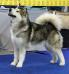 WJW, GCH CZ, CH CZ Adore Princess Arctic Storm