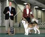 AKC GCH/BIS UCH Kasaan's Heart of a Fighter