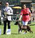 Royal Amstaff Carlito Black Magic