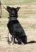 Ikon Canine Extreme