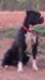 Bull City Kennel's Jasmine