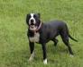 Bull City Kennel's Sasha