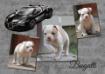 CloverBull's Bugatti of SimplyIncred-A-Bull