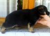 Nala De Haus Lolin