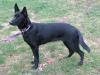 De Juco Zorra of Truegrit (Canada)