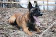 Blinker House of Fire Malinois