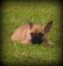South'n Terr Frenchies Ariel