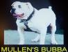  Mullen's Bubba (American Bulldog)