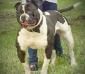 Bomberbulls Black Diamond