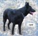 Creekwell's Jet Black Jaxx Of My Valentine Sky