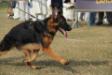 Aspen vom Dulls Kennel