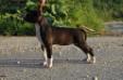  Royal Amstaff Electra Black Lady