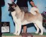 AKC CH Namika's Stone Cold Independence