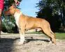 AKC MJR PTD Sha-D Blue N Kimble's Royal Comotion