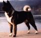 AKC CH Allure's Island Shogun