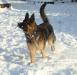Kridler-Knaufhill's Grayson Von Newman