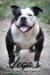  Soldier's Yuma of Vega's Bulldogges
