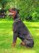  Superior Dobermans Citation De Britton