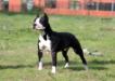 PUPPY BISS , J.CAC Juliet Cosa Nostra Impero