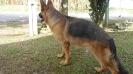 Puma do Canto da Alondra
