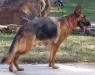 Lex us dry creek vom drache feld