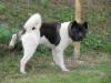  Athos American Akita