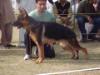 Alex vom Great Kennel