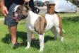 Fastlane Bulldogs' Blaster Bull Sunday