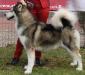 INTUCH/IL.GCH/4CACIB Victory of ayla alaskan beauty