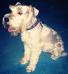 Toby