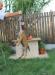 Doglandsportdog Dilailah Dena