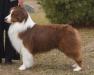 AKC Ch./ASCA Ch. Halifax Prince of Tides