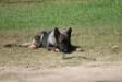 Lola Grace Vom Sudenblick
