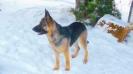  Arrowsmith's Sierra Cheyenne