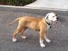 Love-AB-Bull's Samson of Dalmacio