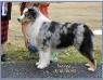 RO1 BIS UKC/AKC/ASCA CH Terra-Blue Emergency Landing