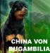  China von bugambilia