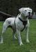 Bingen Bulldogs John Holmes