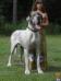  Pixel Von Schlesien